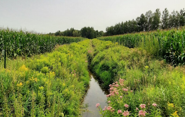 Aux abords de mon cours d'eau, une bande riveraine, il me faut!